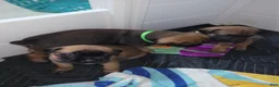 Mixed Breed dogs for sale: Mixed Breed 2 - Ad 5