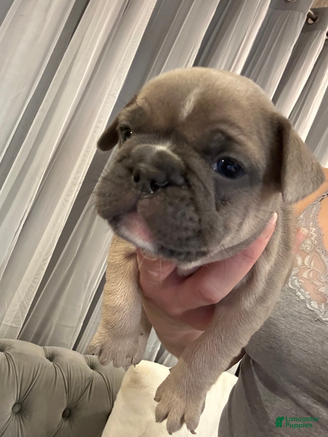 French Bulldog dogs for sale: Cartier  - Ad 4