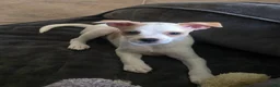 Mixed Breed dogs for sale: Mixed Breed 2 - Ad 1