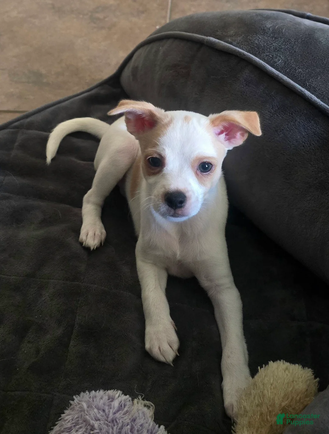 Mixed Breed dogs for sale: Mixed Breed 2 - Ad 1