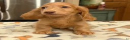 Miniature Dachshund dogs for sale: Ch Bred S.African/russian akc - Ad 22
