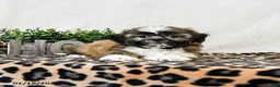 Shih Tzu dogs for sale: Patches - Ad 2