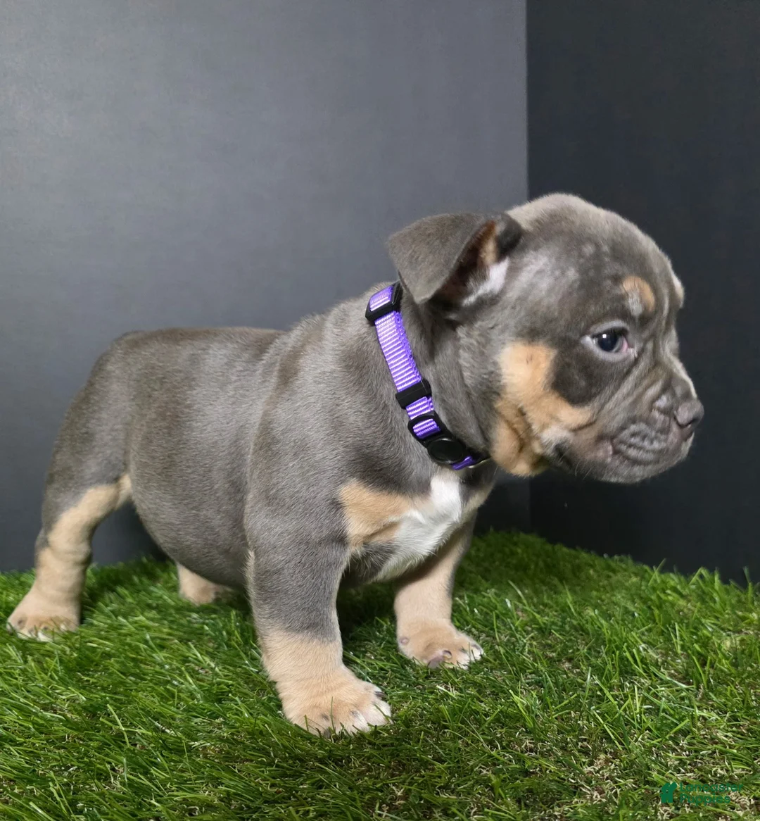 American Bully dogs for sale: American Bully 6 - Ad 1