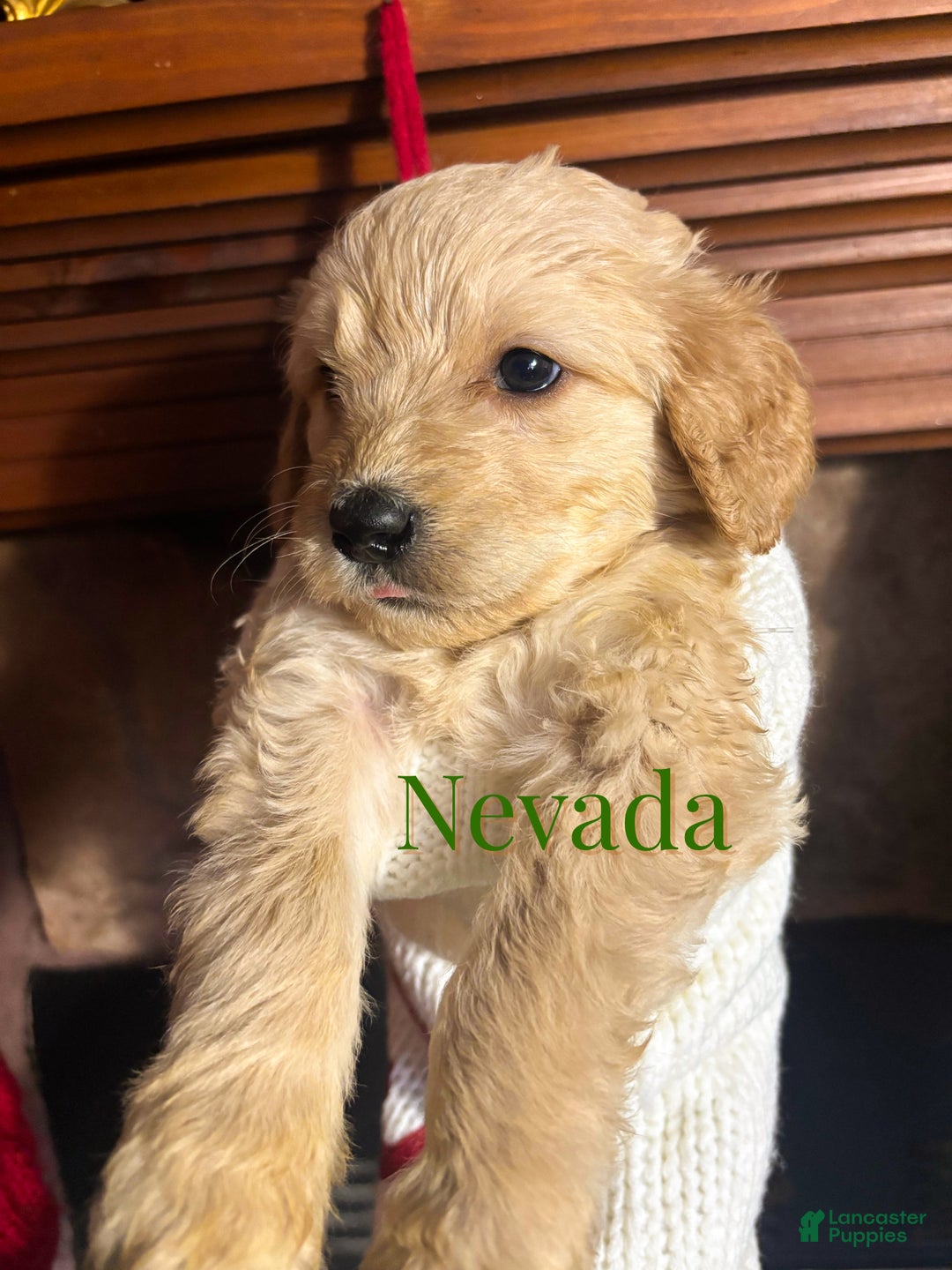 Goldendoodle dogs for sale: Nevada - Ad 3