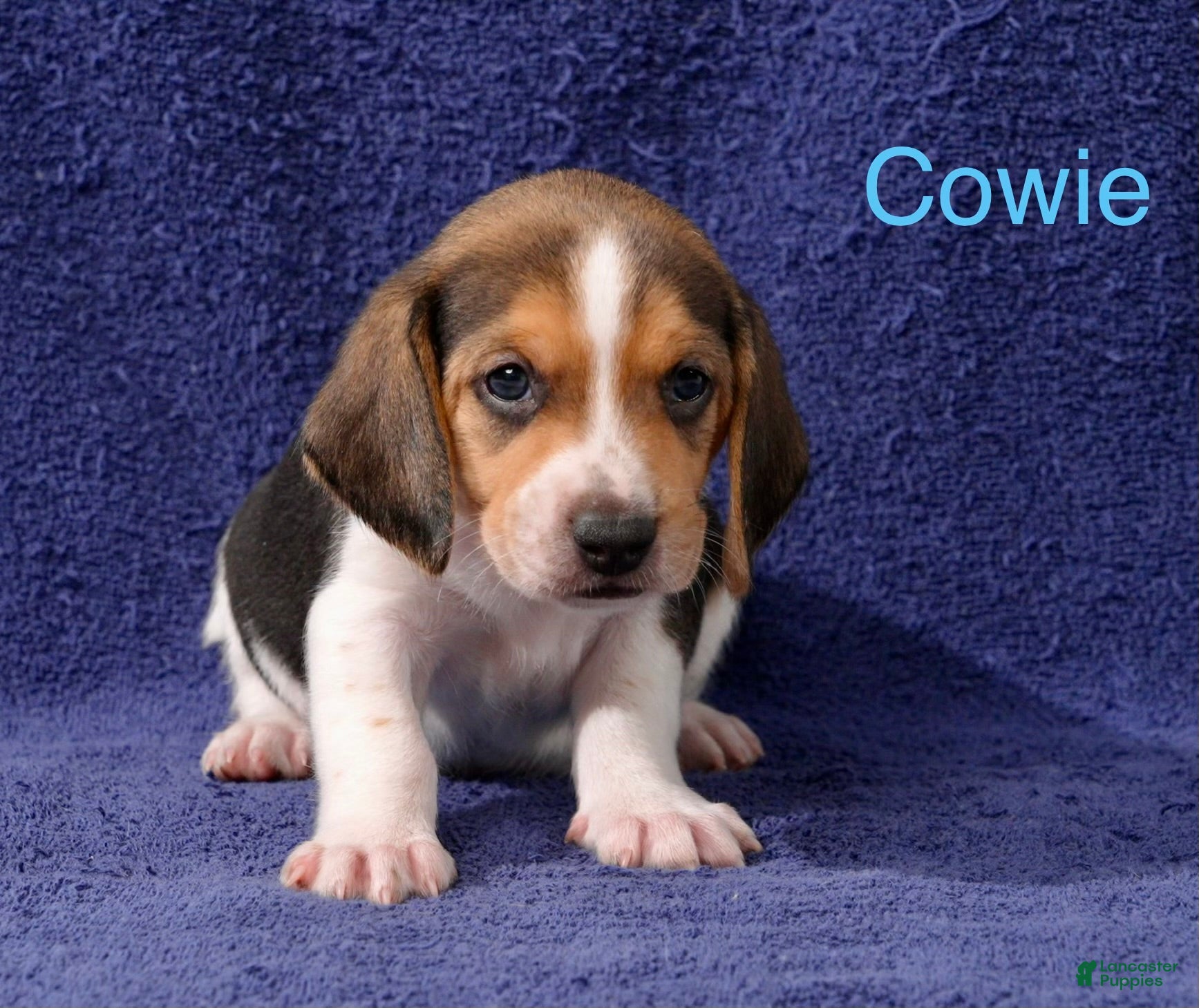 Beagle dogs Beagle 1 - Ad 16