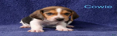 Beagle 1