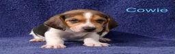 Beagle dogs for sale: Beagle 1 - Ad 1