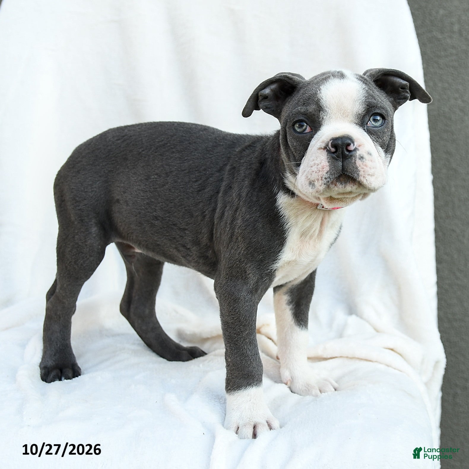 Boston Terrier dogs for sale: Phillip - Ad 2