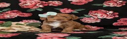 Cockapoo dogs for sale: Hailie - Ad 2