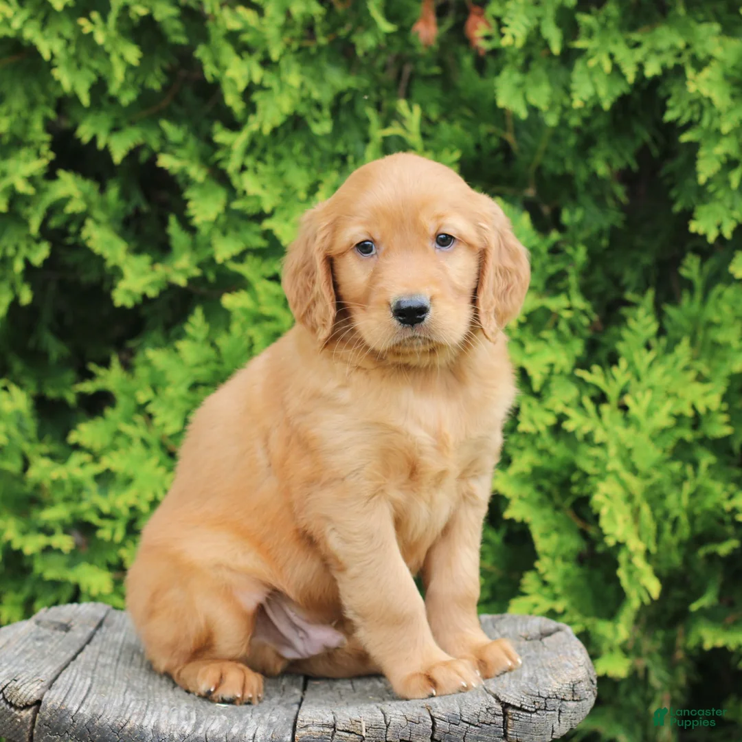 Mixed Breed dogs for sale: Willy  - Ad 1