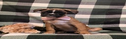 Boxer dogs for sale: Tawnie - Ad 4