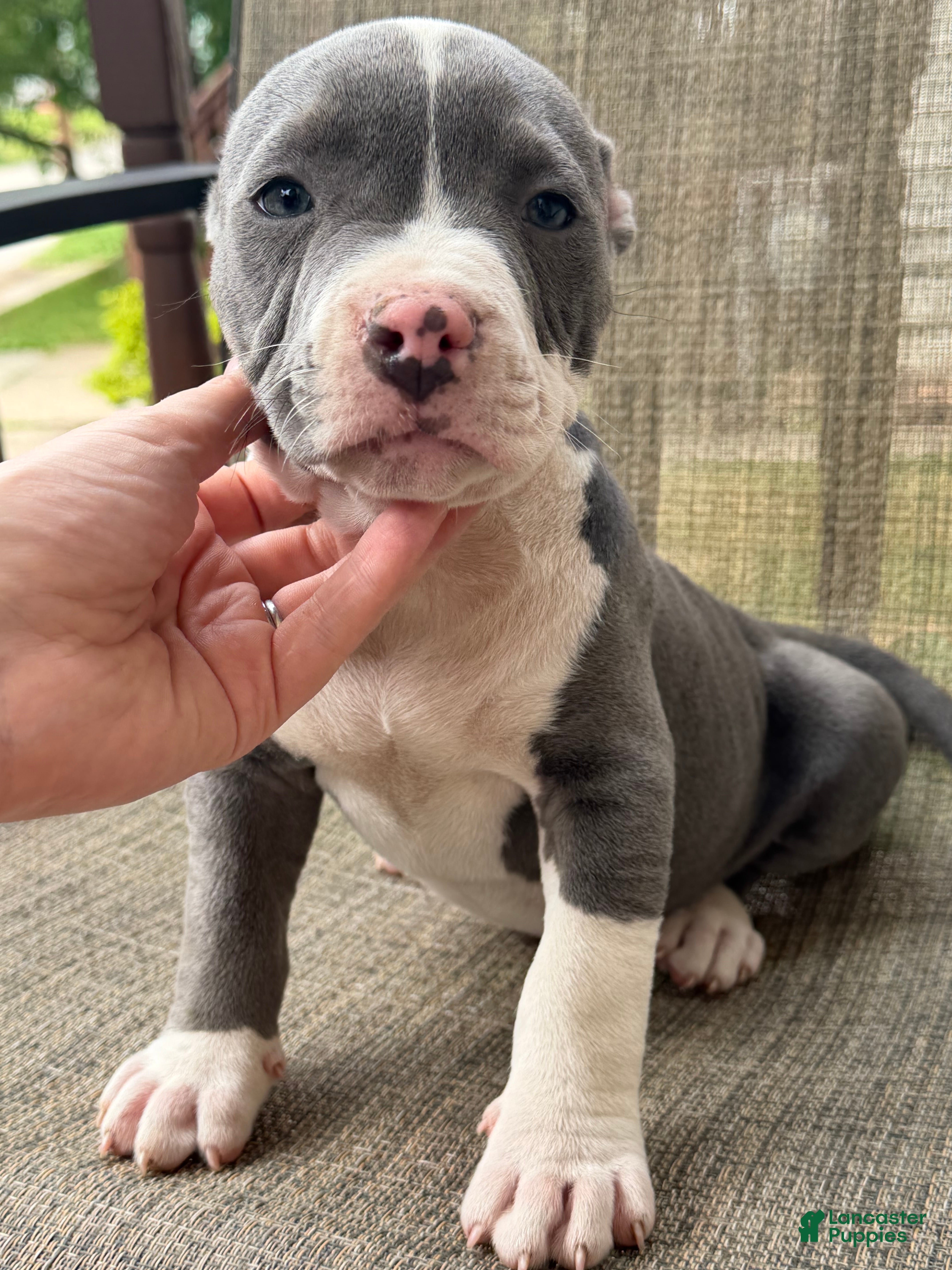 American Bully dogs Layla - Ad 2