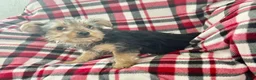Yorkshire Terrier dogs for sale: Little Debbie - Ad 1