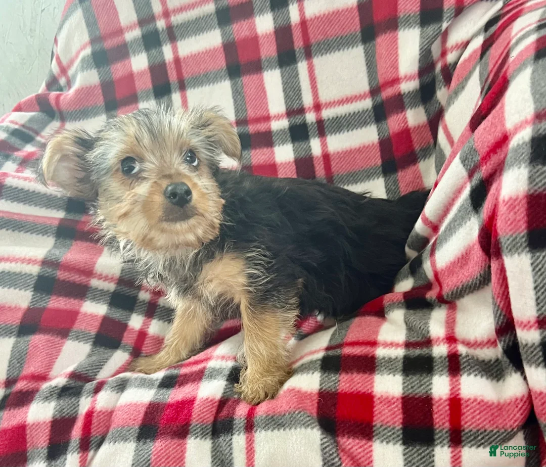Yorkshire Terrier dogs for sale: Little Debbie - Ad 1