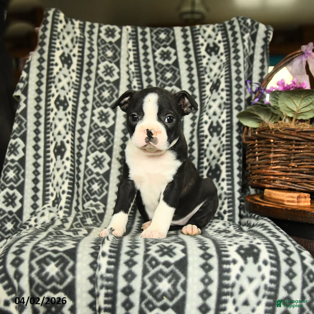 Boston Terrier dogs for sale: Eleanor - Ad 1