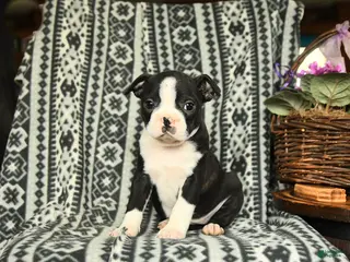 Boston Terrier dogs for sale: Eleanor - Ad 1