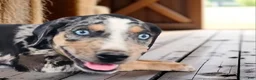 Catahoula Leopard Dog dogs for sale: MS 2026 Male 1 - Ad 2