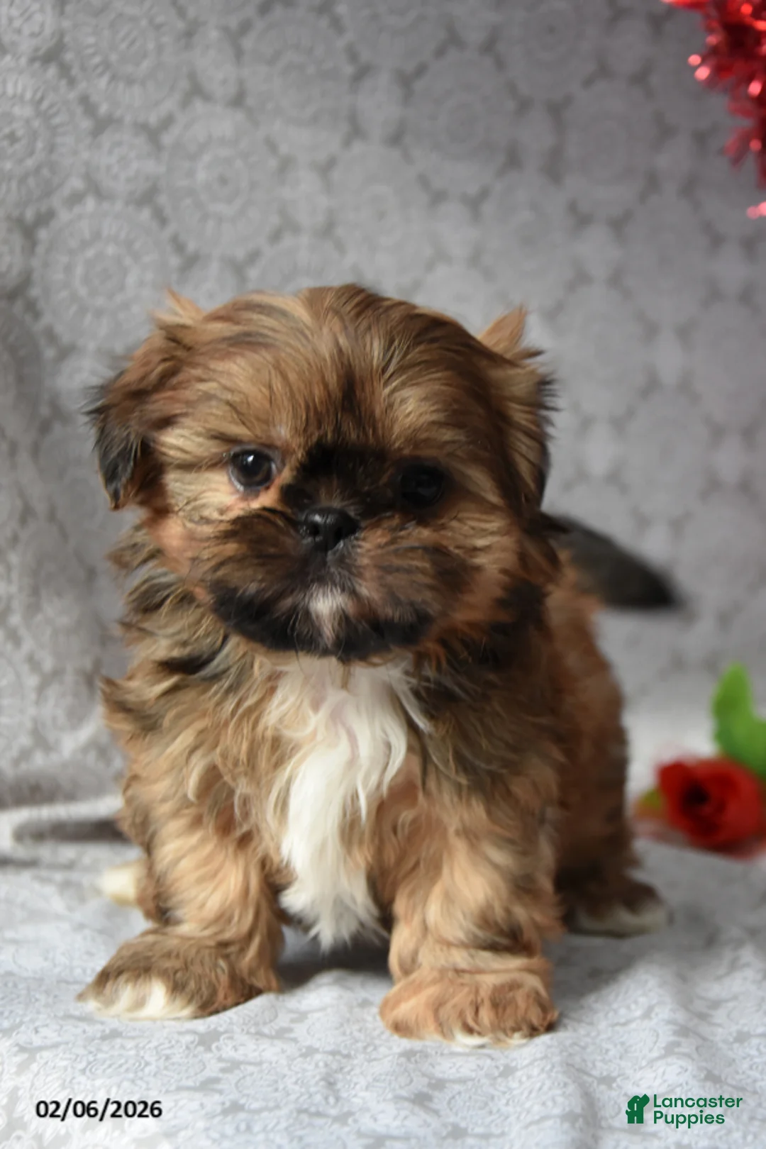 Shih Tzu dogs for sale: Sweetheart - Ad 2
