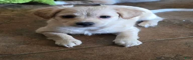 Mixed Breed 3