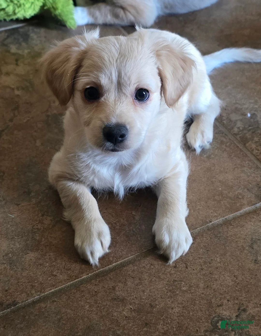 Mixed Breed dogs for sale: Mixed Breed 3 - Ad 1