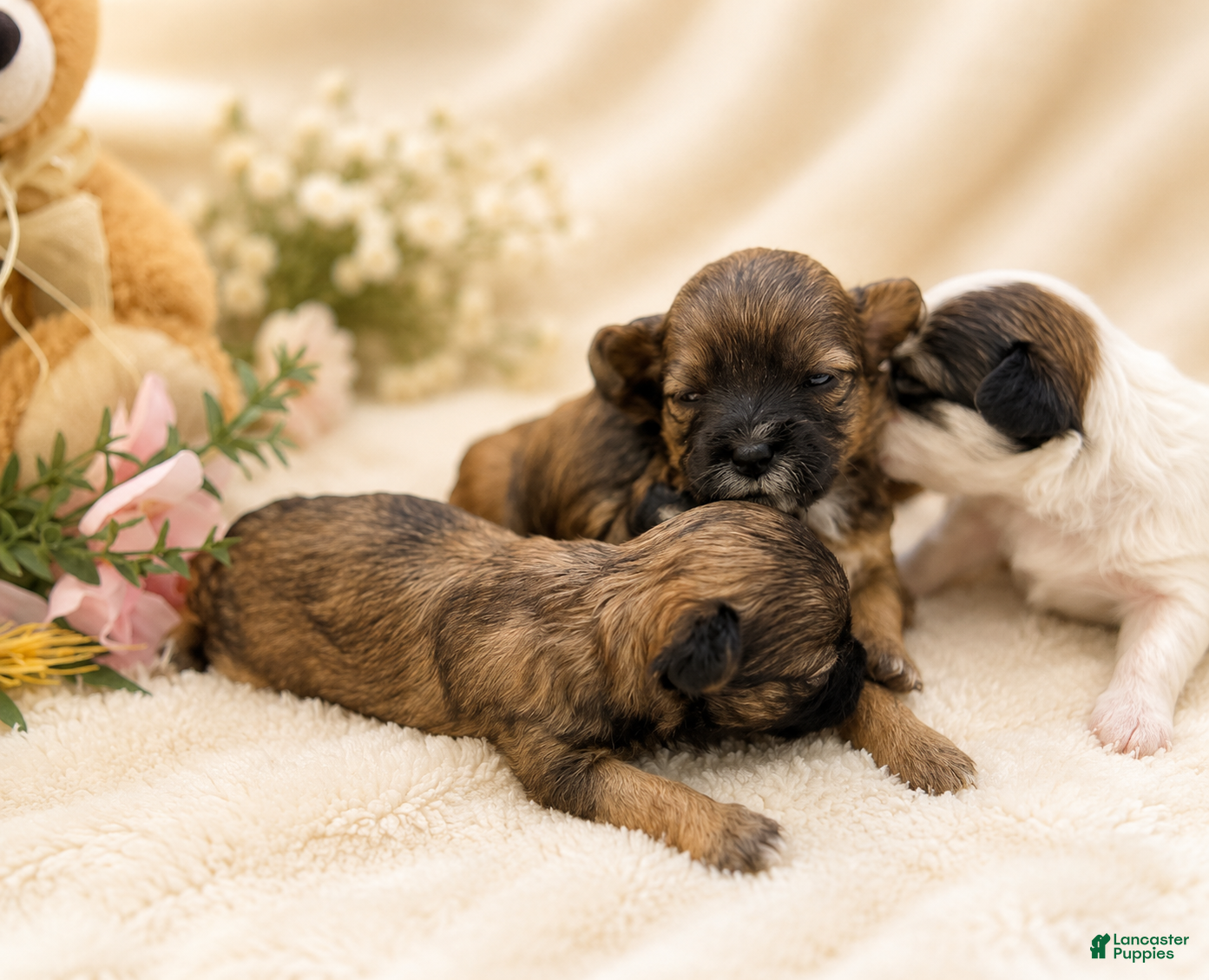 Yorkshire Terrier dogs Teacup Yorkshire Terrier 4 - Ad 1