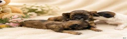 Yorkshire Terrier dogs for sale: Teacup Yorkshire Terrier 4 - Ad 1