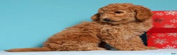 Cockapoo dogs for sale: Daphne - Ad 4