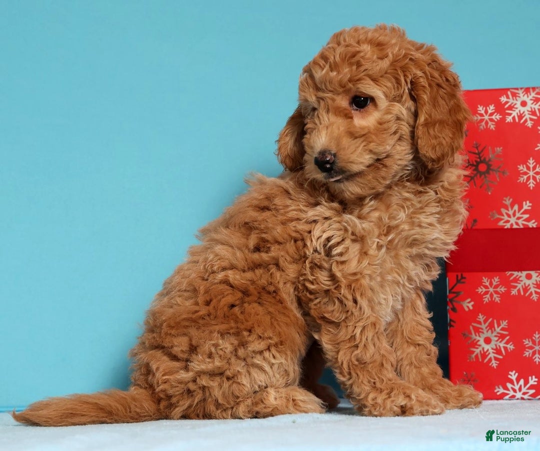 Cockapoo dogs for sale: Daphne - Ad 4