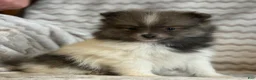 Pomeranian dogs for sale: Rayna - Ad 4