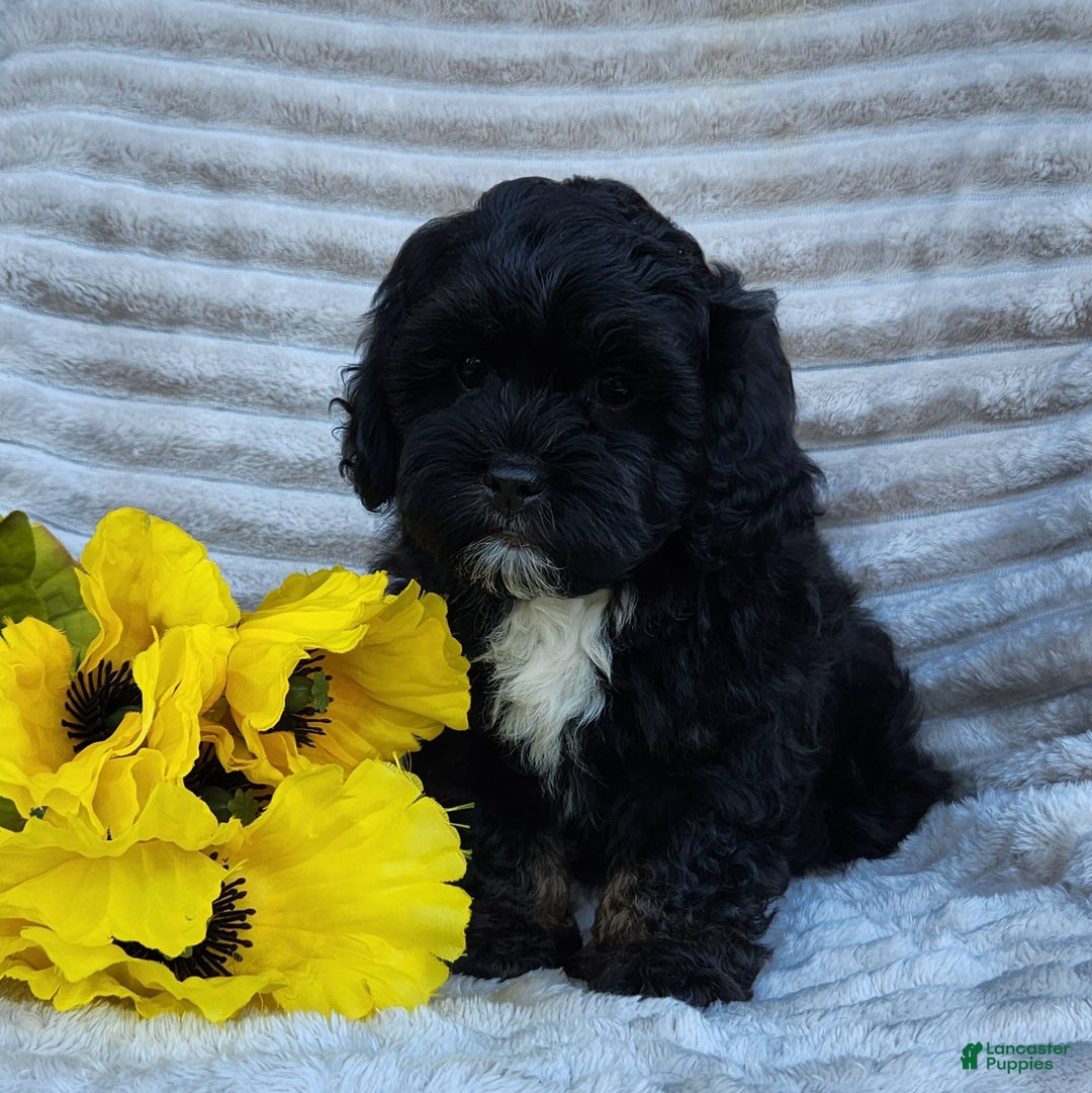 Shihpoo dogs for sale: Dallas - Ad 12