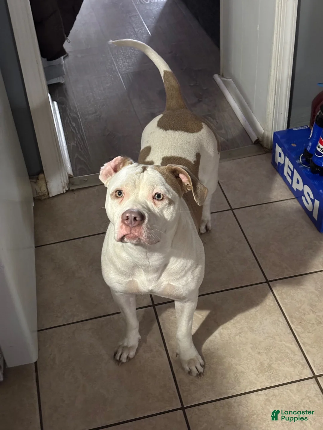 American Pit Bull Terrier dogs for sale: American Pit Bull Terrier 1 - Ad 2