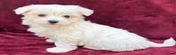 Maltese dogs for sale: Lilly  - Ad 3