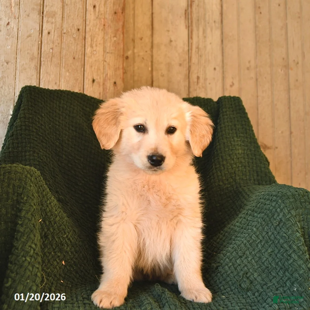 Mixed Breed dogs for sale: Champ  - Ad 2