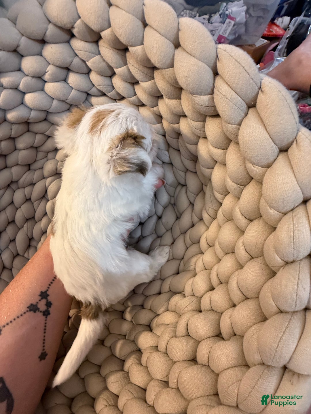 Morkie dogs for sale: TEACUP JOY  - Ad 9