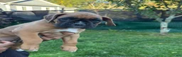 Boxer dogs for sale: Munich - Ad 13