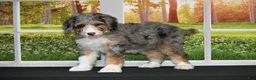Bernedoodle dogs for sale: Sugar - Ad 2