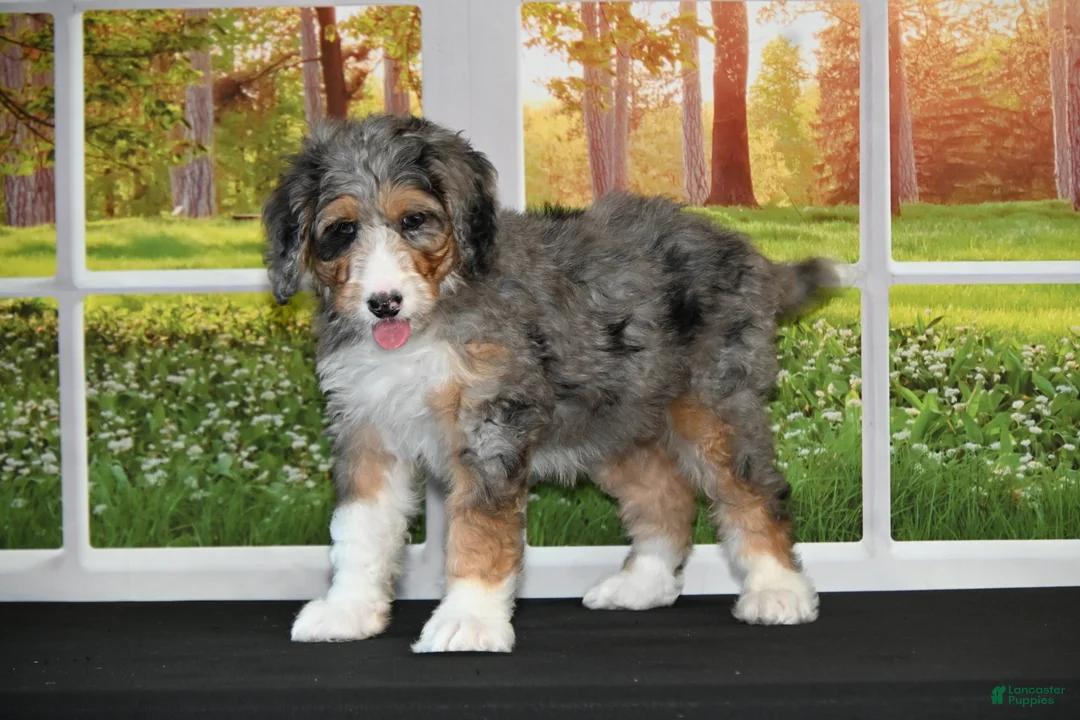 Bernedoodle dogs for sale: Sugar - Ad 2