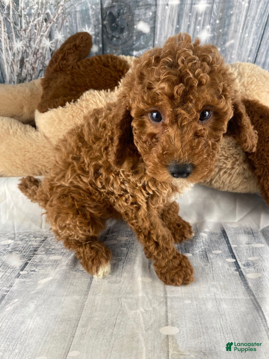 Miniature Poodle dogs for sale: Bruno - Ad 7
