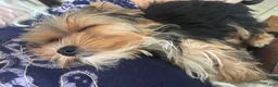 Biewer Terrier dogs for sale: Biewer Terrier 2 - Ad 3