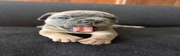 English Bulldog dogs for sale: Sable fawn male - Ad 3