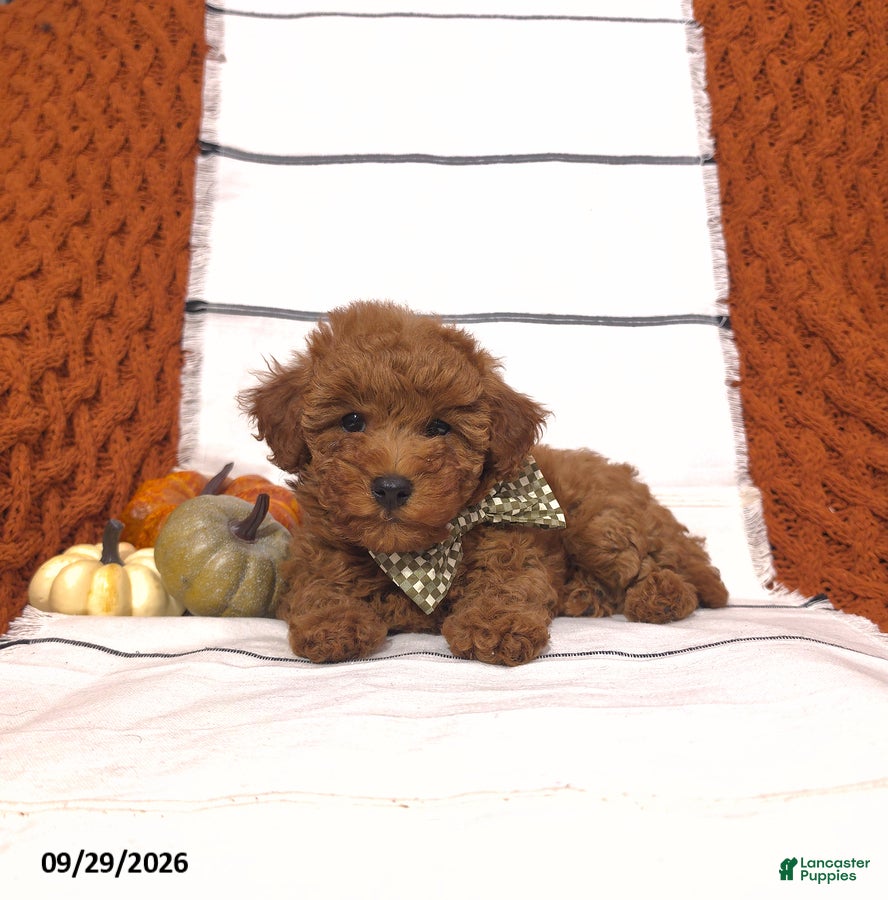 Mini Goldendoodle dogs Remi - Ad 2