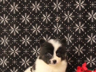 Pomsky dogs Vivian - Ad 41