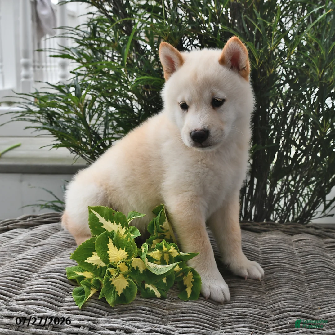Shiba Inu dogs for sale: Scott - Ad 2