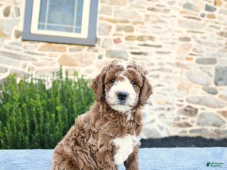 Mini Goldendoodle dogs - Ad 39