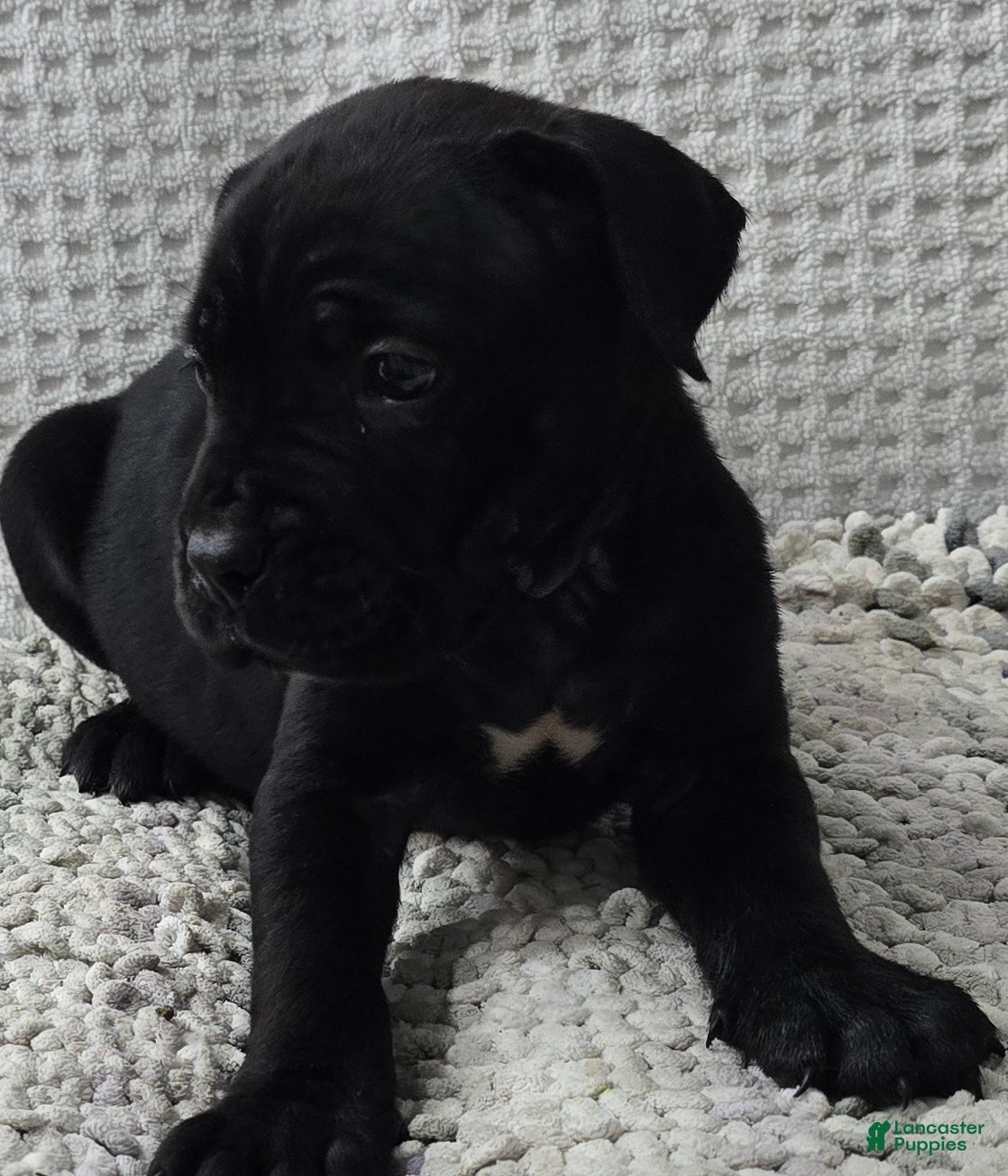 Cane Corso dogs Cane Corso 4 - Ad 2