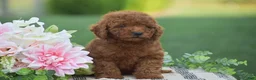 Mini Goldendoodle dogs for sale: Owen (F1BB) - Ad 8