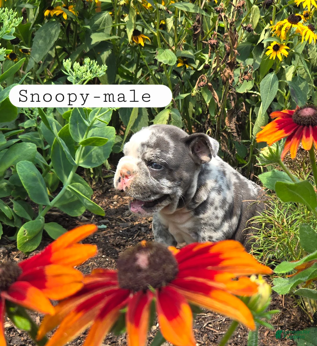 Olde English Bulldogge dogs for sale: Snoopy - Ad 2