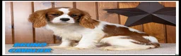 Cavalier King Charles Spaniel dogs for sale: Bruno - Ad 1