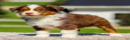 Miniature Australian Shepherd dogs for sale: Ishmael - Ad 4