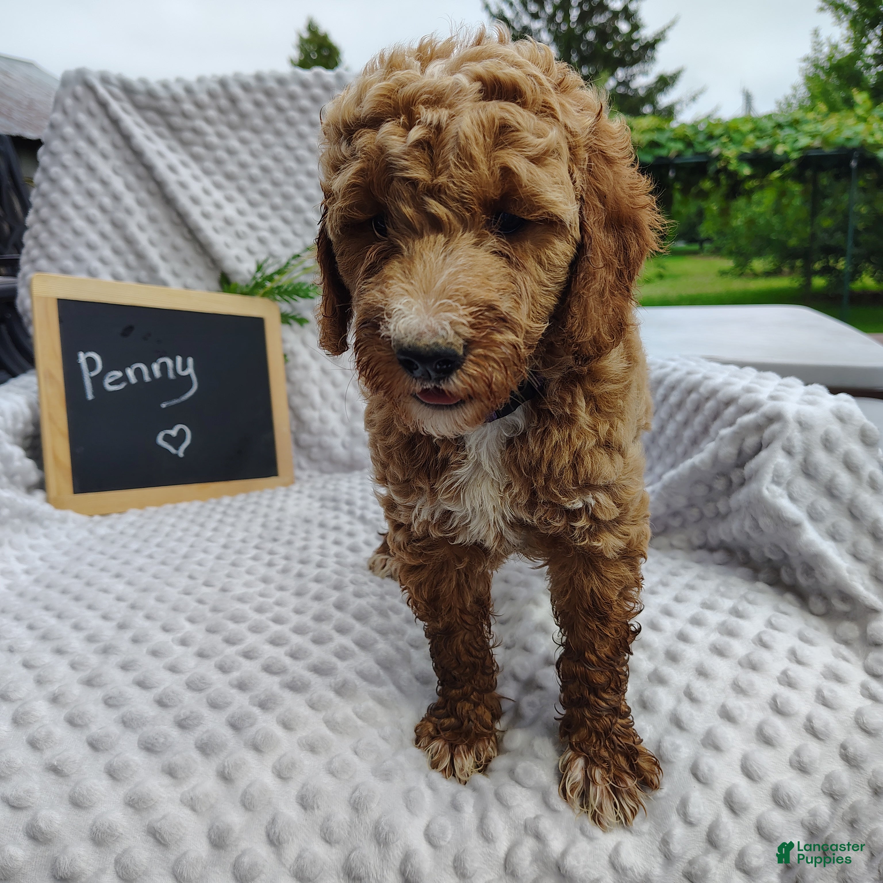 Mini Goldendoodle dogs Penny - Ad 2